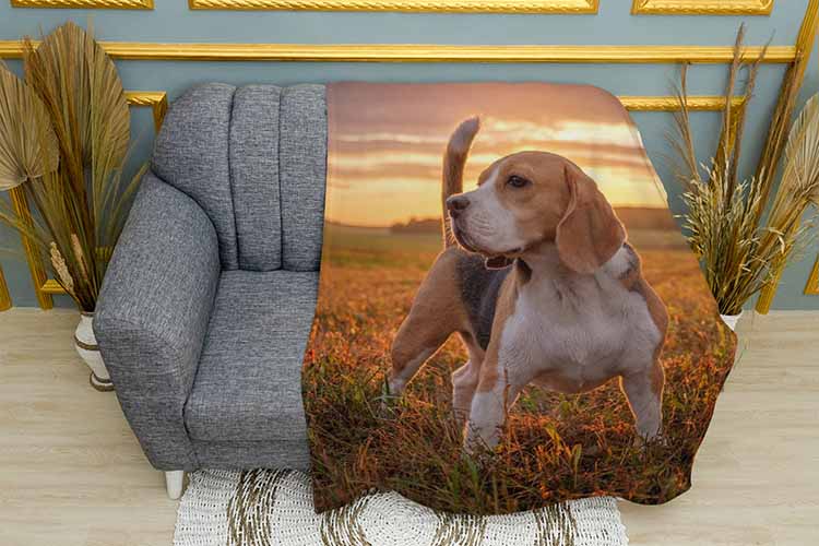 Бігль у полі Beagle in the field