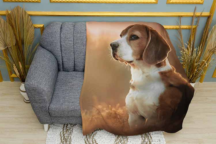 Бігль восені Beagle in autumn