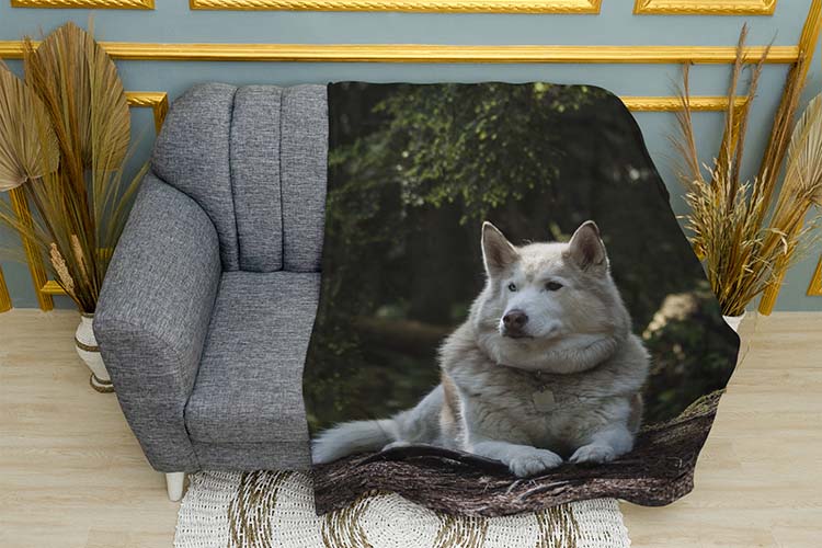 Біла та горда хаскі White and proud husky