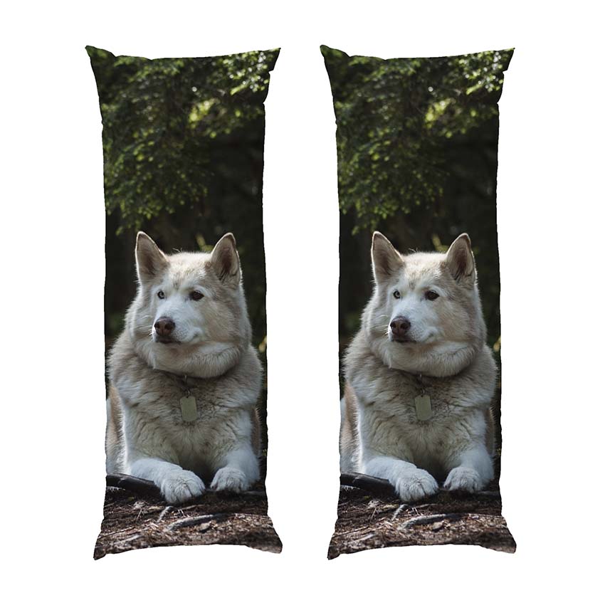 Біла та горда хаскі White and proud husky