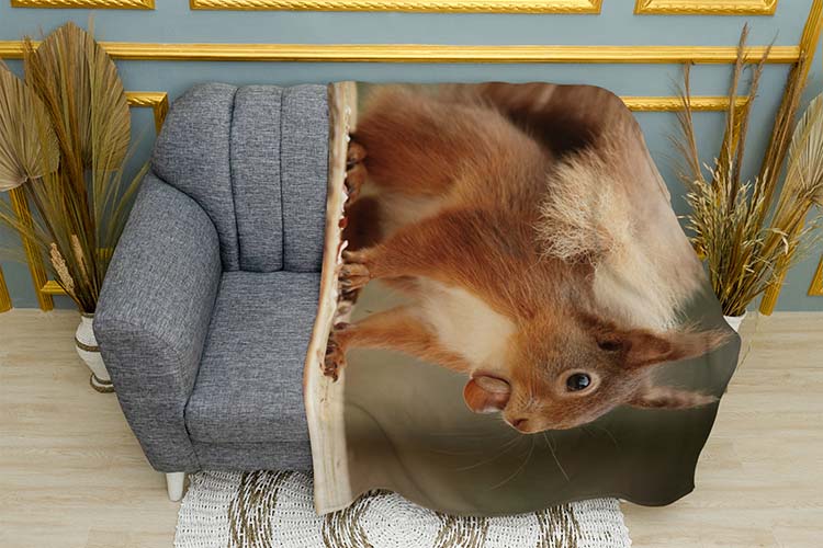 Білка з горіхом Ліс Squirrel with nut Forest