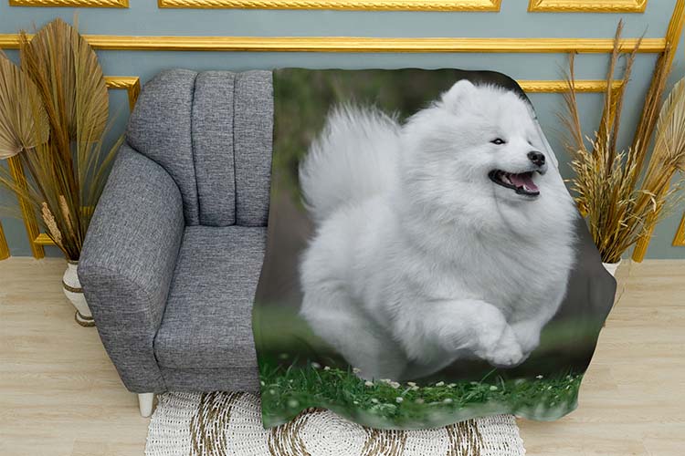 Білий шпіц у полі White Spitz in the field
