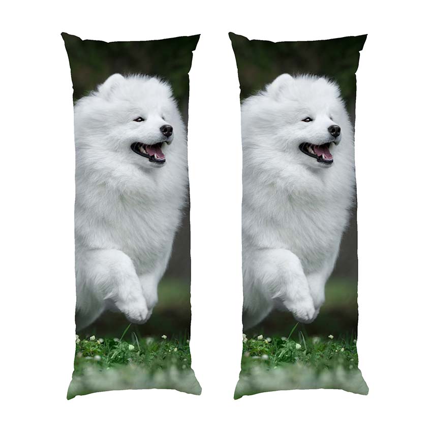 Білий шпіц у полі White Spitz in the field