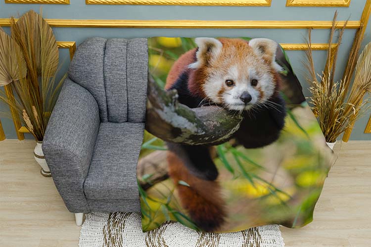 Червона панда Відпочинок на дереві Red panda Rest on a tree