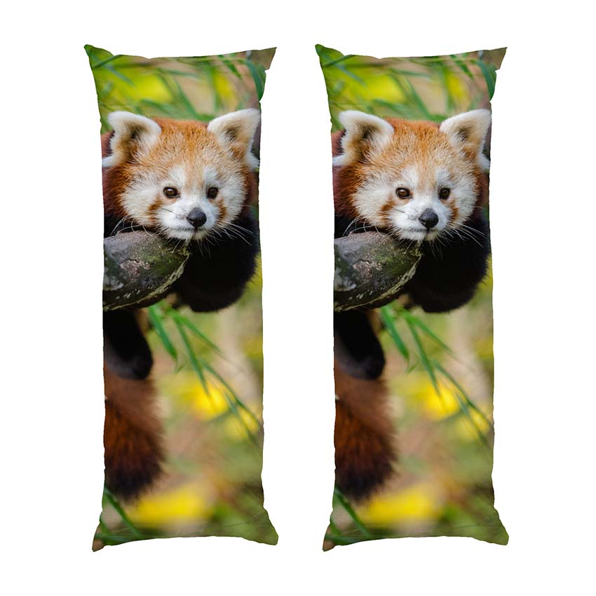 Червона панда Відпочинок на дереві Red panda Rest on a tree