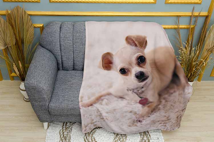 Чіхуахуа на білій ковдрі Chihuahua on a white carpet