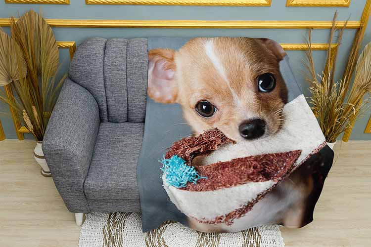 Чіхуахуа з капцем Chihuahua with a slipper