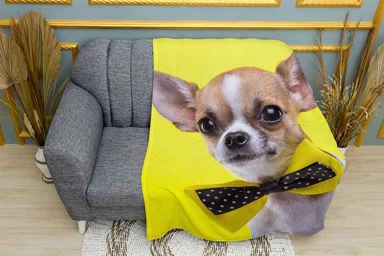 Чіхуахуа з краваткою на жовтому фоні Chihuahua with a tie on a yellow background