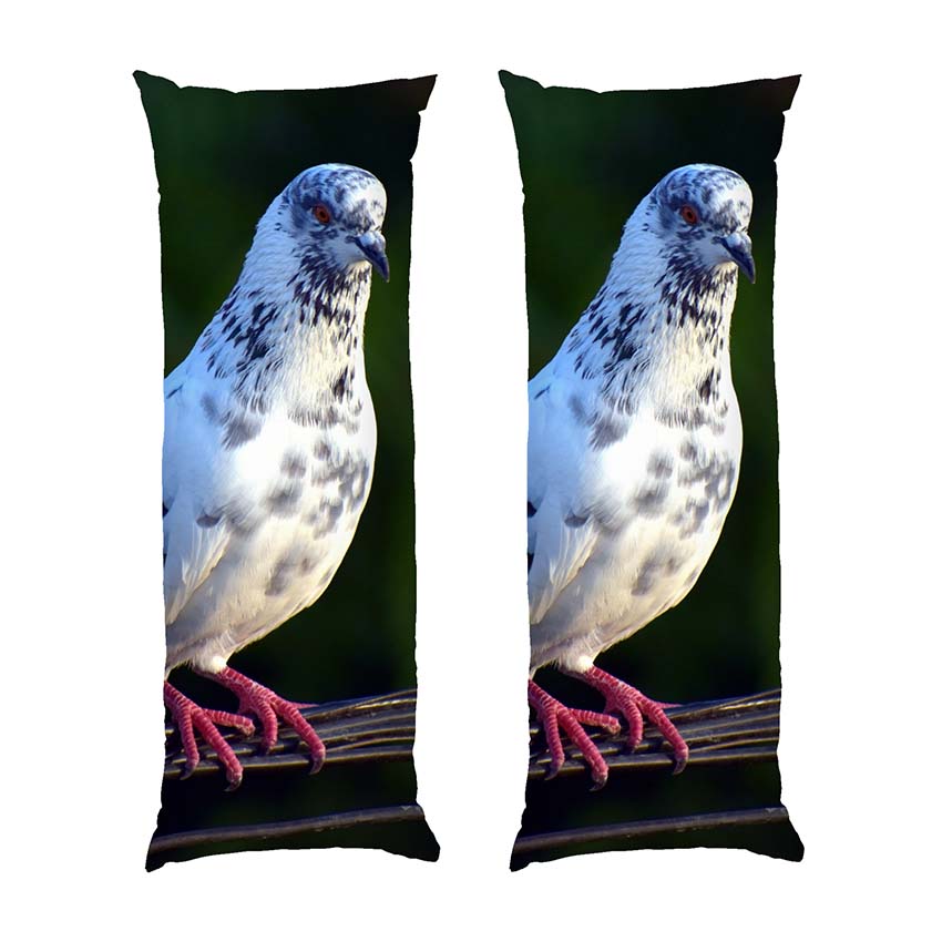 Гарний голуб Beautiful dove