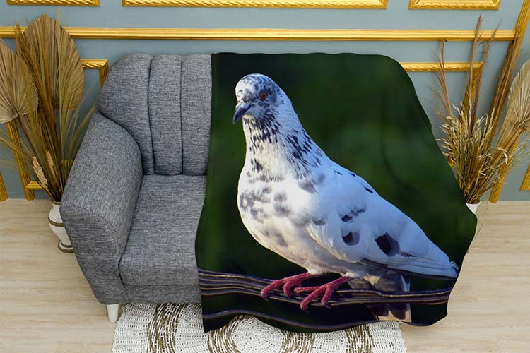 Гарний голуб Beautiful dove