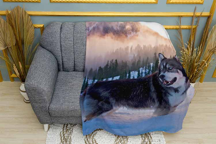 Хаскі у зимку Husky in winter