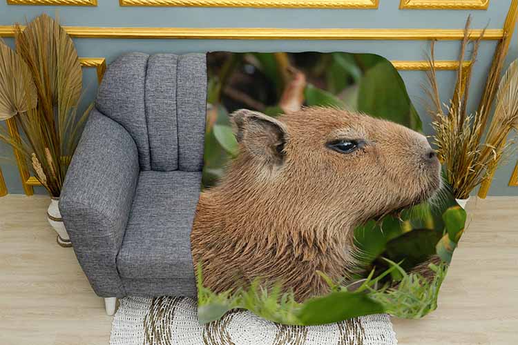 Капібара у листях Capybara in leaves