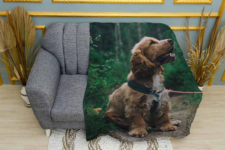 Кокер спанієль у лісі Cocker spaniel in the forest