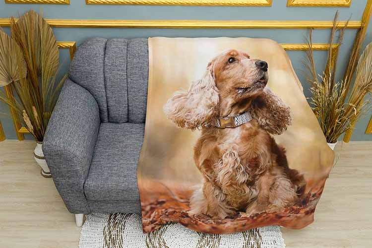 Кокер спанієль восені Cocker spaniel in autumn