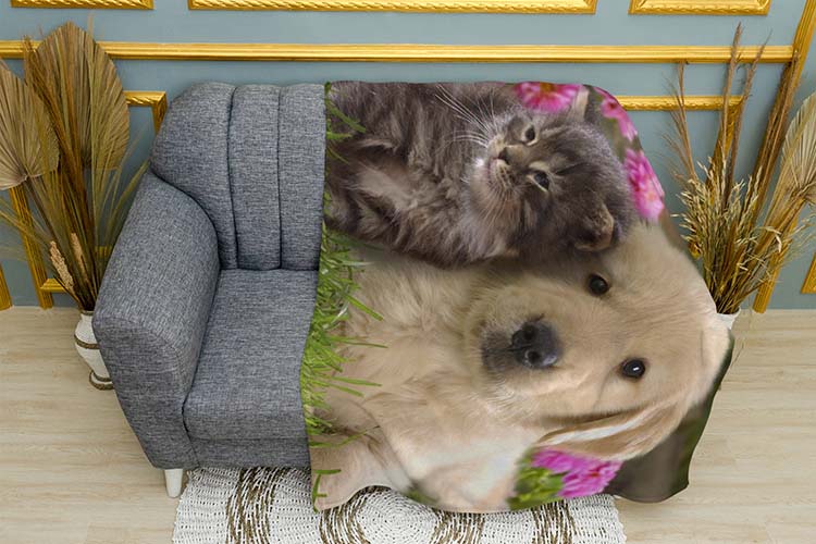 Кошеня та цуценя Маленькі друзі Kitten and puppy Little friends