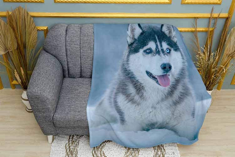 Маламут у снігу Malamute in the snow