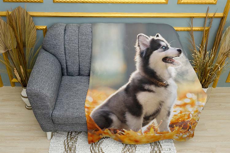 Маленька хаскі Золоті листя Little husky Golden leaves