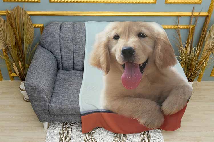 Маленьке цуценя лабрадора Little labrador puppy