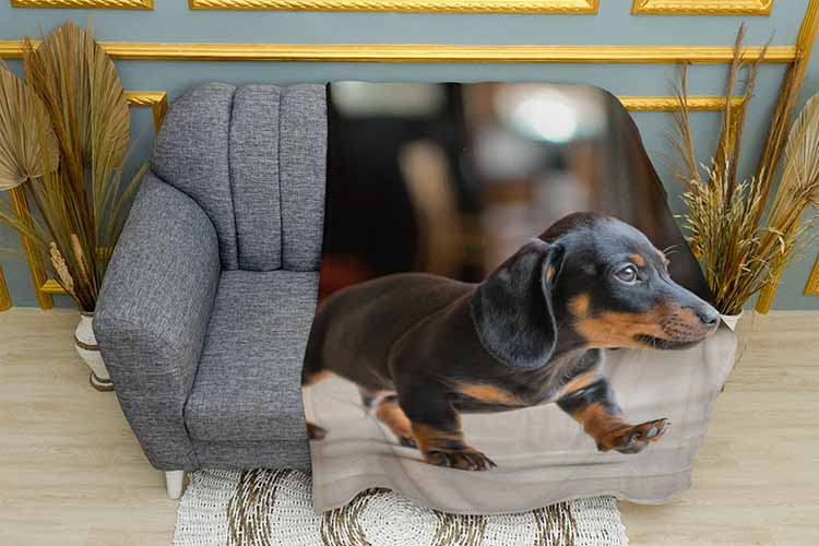 Маленьке цуценя такси A small dachshund puppy