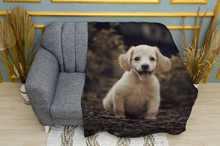 Маленький лабрадор Little labrador