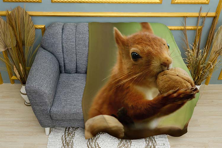 Мила білка з горішком Ліс Cute squirrel with a nut Forest