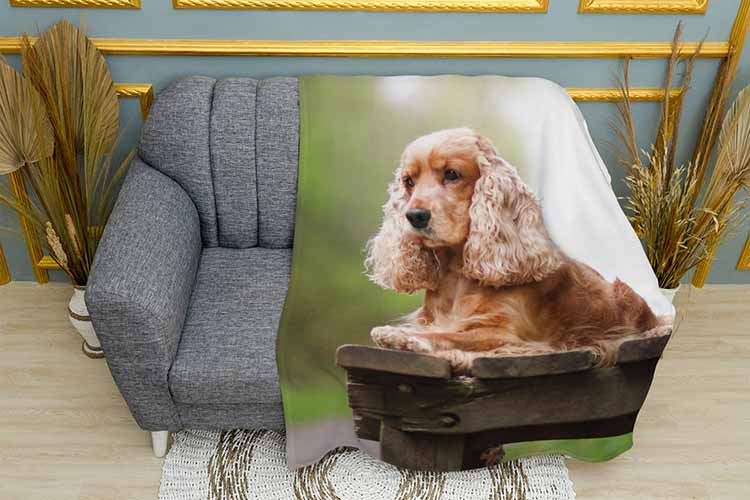 Милий кокер спанієль Cute cocker spaniel