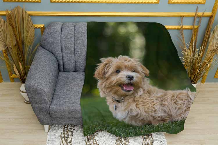 Милий мальтіпу Cute maltipu