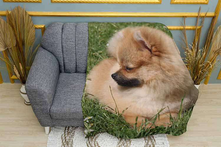 Померанський шпіц Pomeranian Spitz