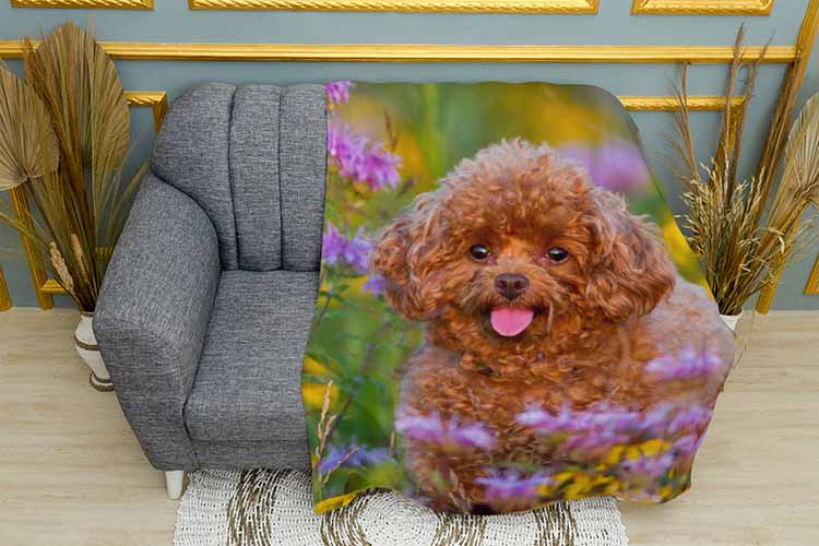 Пудель у полі квітів Poodle in a field of flowers