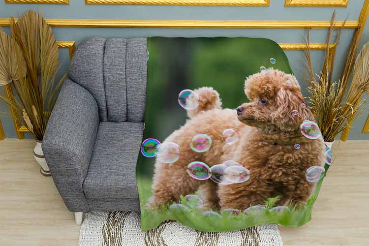 Пудель з мильними бульбашками Рoodle with soap bubbles