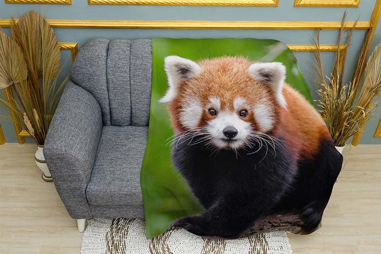 Fluffy red panda Forest Fluffy red panda Forest