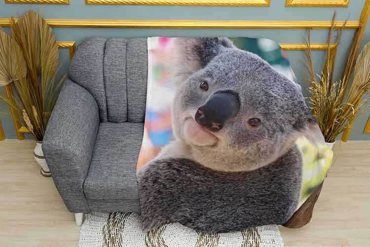 Fluffy little koala Fluffy little koala