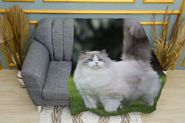 Пухнастий кіт Блакитні очі Fluffy cat Blue eyes