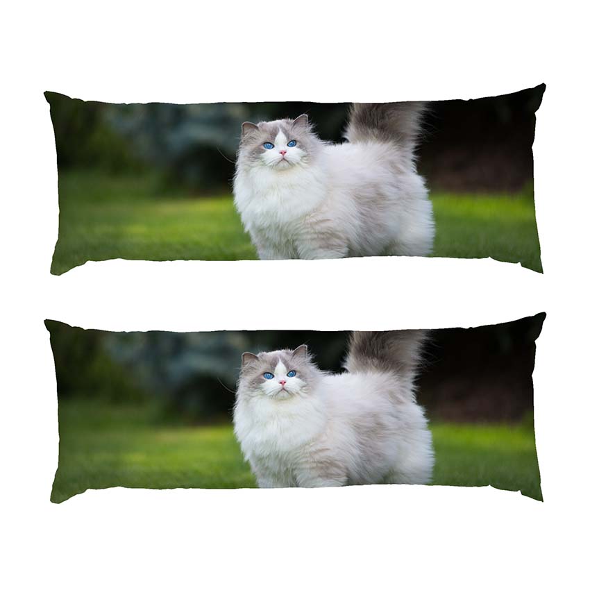 Пухнастий кіт Блакитні очі Fluffy cat Blue eyes