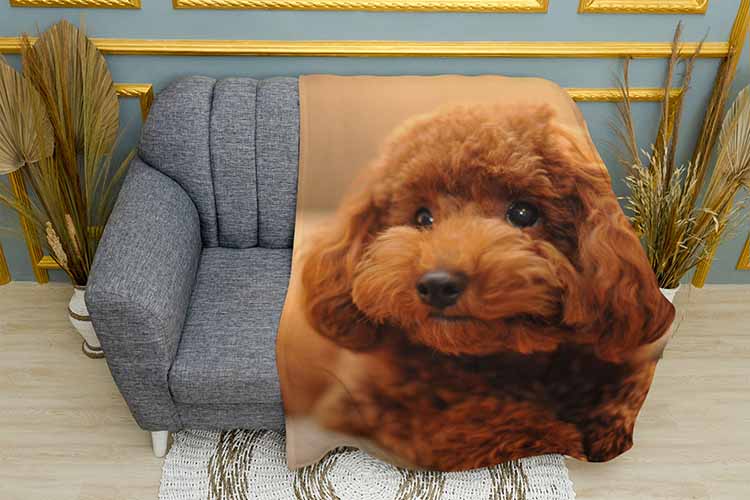 Рудий пудель Red poodle