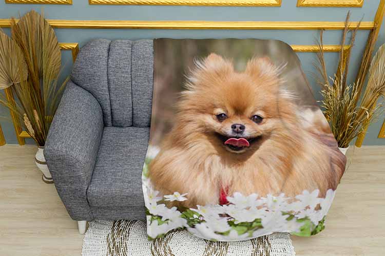 Шпіц з ромашками Spitz with daisies