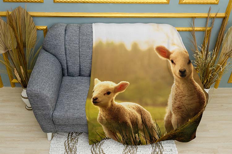 Смішні ягнята в полі Funny lambs in the field