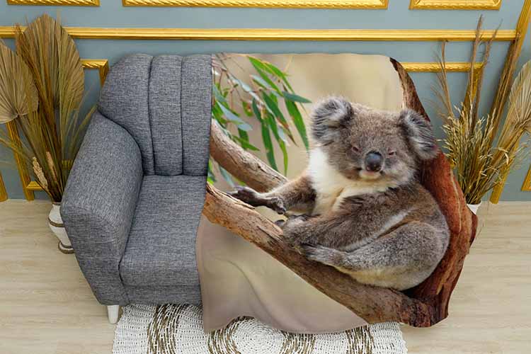 Сонна коала Sleepy koala