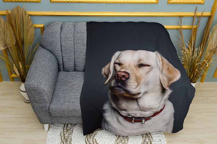 Великий лабрадор Big labrador