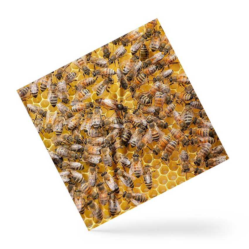 Хустка Бджоли Солодкий мед Bees Sweet honey