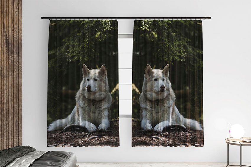 Белая и гордая хаски White and proud husky