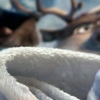 pled-frozen2.jpg